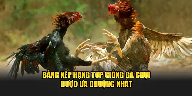 top giống gà chọi