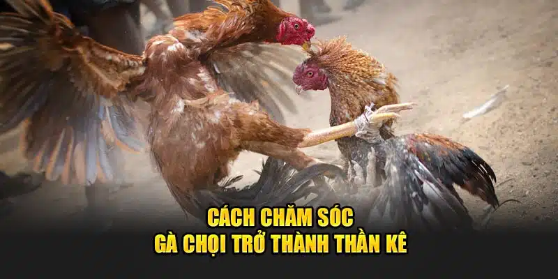 Hướng dẫn chăm sóc gà chọi 