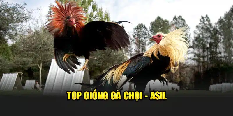 Top giống gà chọi - Asil