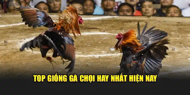 Top giống gà chọi hay nhất hiện nay